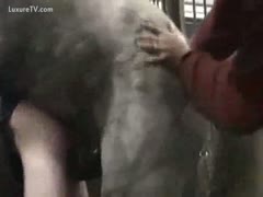 Amateur beastiality movie featuring a stud being drilled by a horse